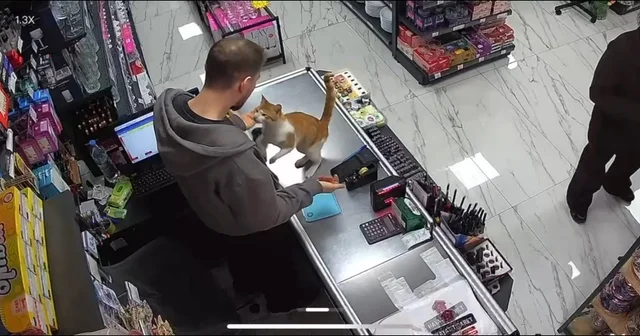 Rize de kedi ile esnafın dostluğu Kedi her gün iş yerine gelerek boynuna sarılıyor Rize Haberleri