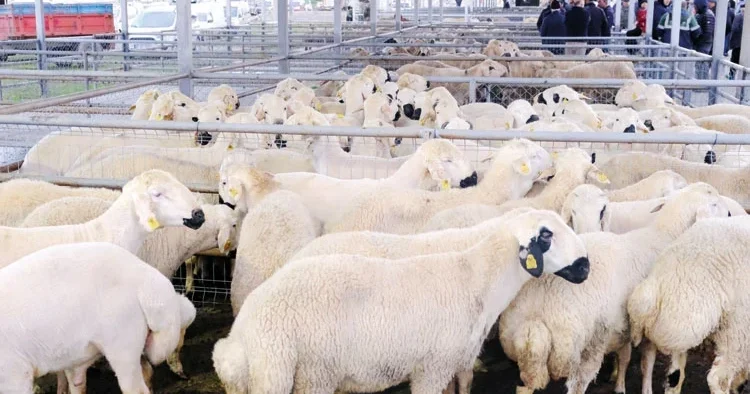 5 soruda kurbanlık seçimi