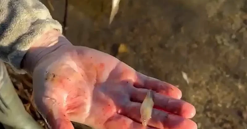 Tuttuğu alabalığın içinden bir sürü balık çıktı: Çok yemiş