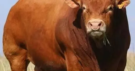 Kurban Bayramı yaklaşıyor! İşte dünyanın en büyük ve en güçlü büyükbaş hayvanları!