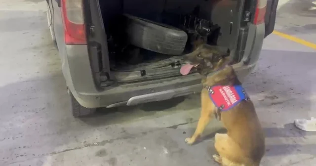 Bagaj ve kaputa gizlenen uyuşturucuyu narkotik köpeği Ayar buldu Tunceli Haberleri