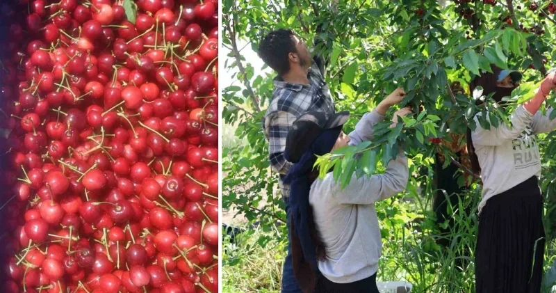 Adana’nın Avrupa ya açılan kapısı İspanyol kirazı: Kilosu 4 euro Ekonomi Haberleri