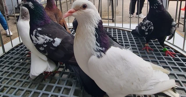 Denizli nin asırlık mirası Dolapçı güvercinleri güzellikleriyle büyüledi Denizli Haberleri