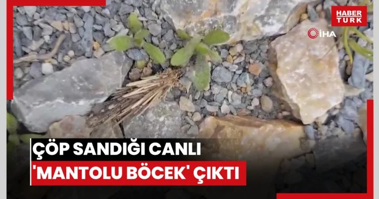 Çöp sandığı canlı mantolu böcek çıktı