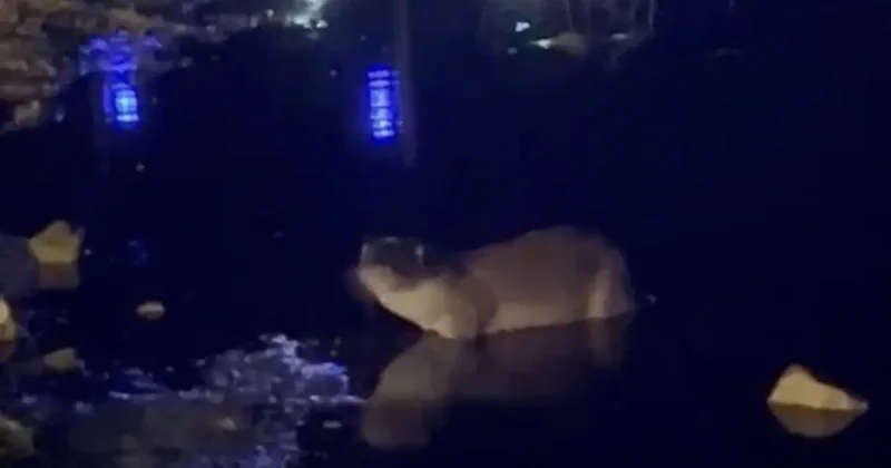 Gece saatlerinde göl kıyısında su samuru görüntülendi