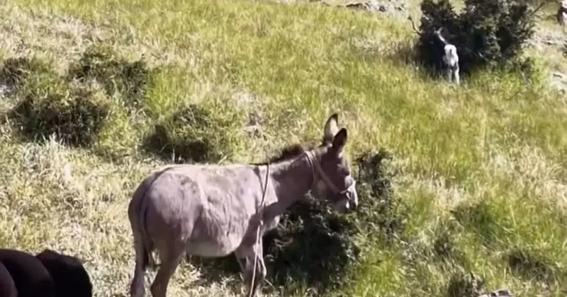Elazığ’da sürüden ayrılan eşeği dronun sesi geri getirdi