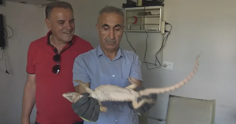 Şırnak’ta odunlukta bulunan çöl varanı, doğal yaşam alanına bırakıldı