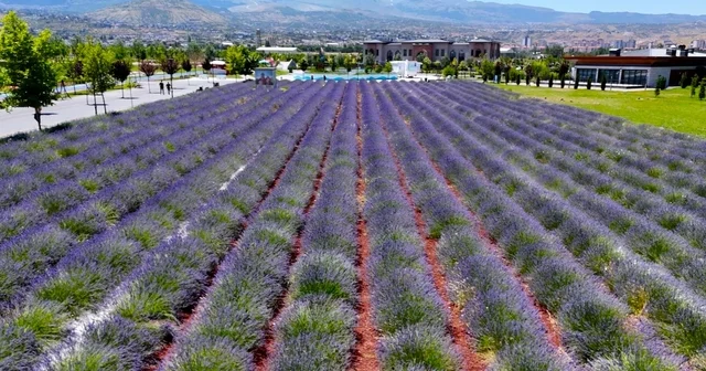 Büyükşehirin lavanta bahçesi, Erciyes manzarasıyla ziyaretçilerini büyülüyor Kayseri Haberleri Habertürk Yerel Haberler