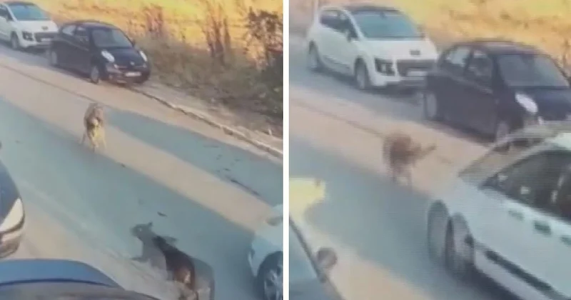 Köpeği kasten ezip öldüren sürücü tutuklandı Sözcü Gazetesi