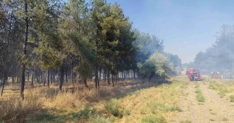 Dicle Üniversitesi yerleşkesinde örtü yangını