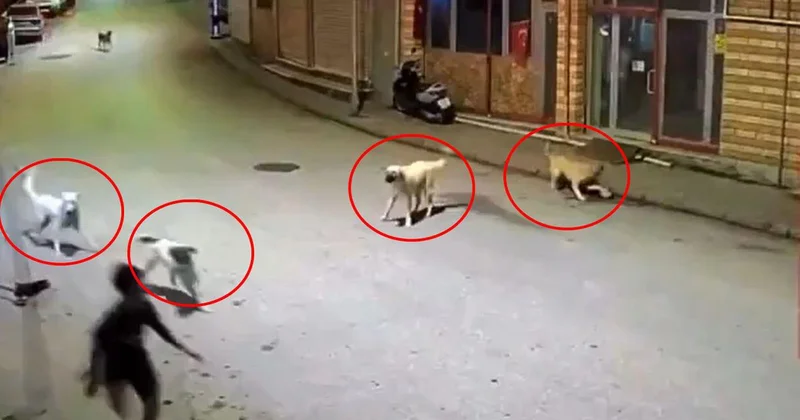 Dehşete düşüren anlar: Sokak köpekleri 10 yaşındaki çocuğu parçalıyordu