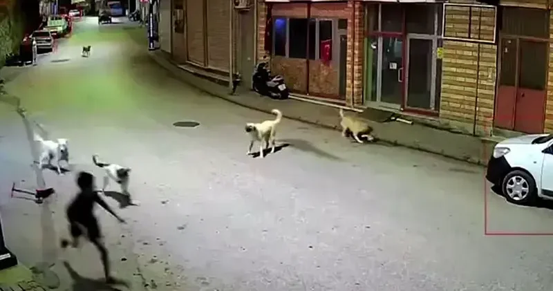 Ordu da skuterlı çocuk köpeklerin saldırısına uğradı; o anlar kamerada