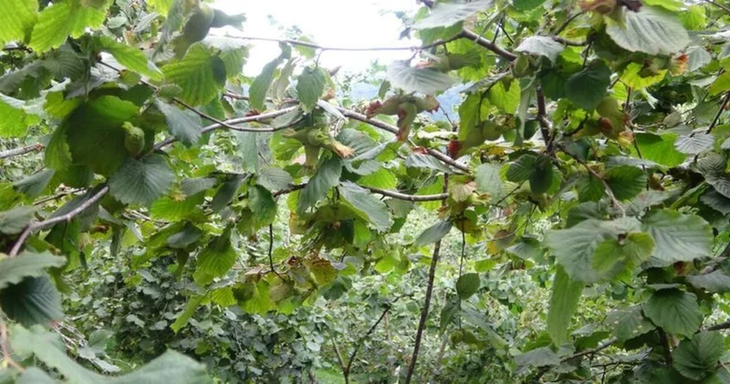 Giresun da fındık işçisi yevmiyesi belirlendi