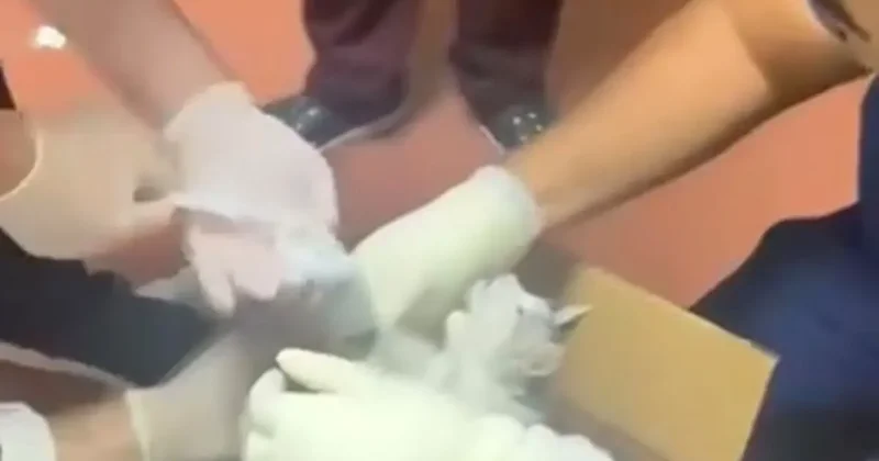 Bu kez hastaya değil, kediye müdahale