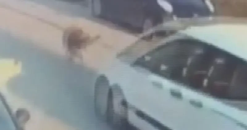 Silivri de aracıyla sokak köpeğine çarpıp ölümüne neden olan sürücü tutuklandı