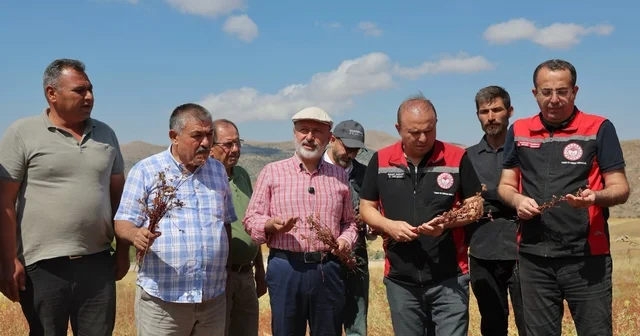 Başkan Çolakbayrakdar: Kocasinan ı arıcılıkta merkeze dönüştüreceğiz, şehre yeni bir tarım ürünü kazandıracağız Kocasinan da arıcılığı geliştirmek amacıyla ekilen karabuğdayın ilk hasadı yapıldı Kayseri Haberleri Habertürk Yerel Haberler