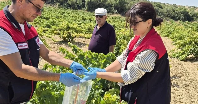 Bekilli de üzüm bağlarından tek tek numune alınıyor Bağlarda hasat telaşı başlarken denetimler de başladı Denizli Haberleri Habertürk Yerel Haberler