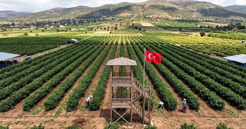 En pahalı hasat başladı: Damla damla işleniyor litresi 666 bin TL ye satılıyor Sözcü Gazetesi