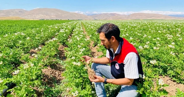 Bayburt ta patates üretim alanları hastalık ve zararlılara karşı denetlendi Bayburt Haberleri Habertürk Yerel Haberler