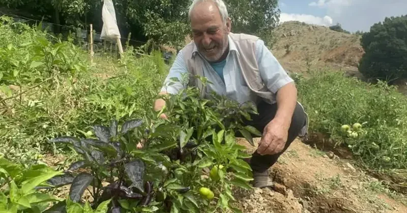 Anavatanı Meksika ve Peru! Elazığ da mor biber yetiştirildi