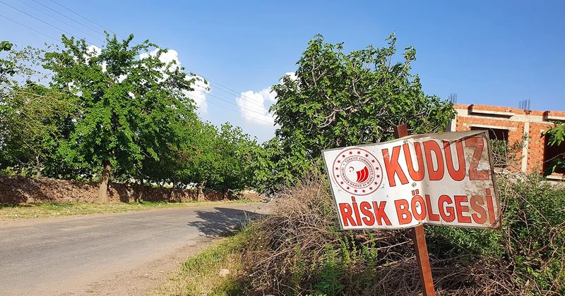 Ardahan da kuduz alarmı: Bir bölge karantinaya alındı