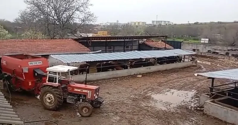 Hem koyunları çaldı hem de aramasına yardım etti! Akıllara durgunluk veren olay