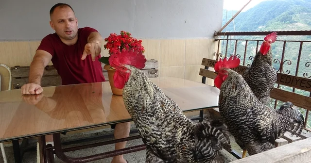 Bu horozlar komutla ötüyor 3 kardeş horozu 15 günde eğiterek komutla ötmelerini sağladı Gel , git ve öt gibi komutlara tepki veren horozlar, sosyal medyada paylaşılan videolarıyla izleyenleri güldürüyor Trabzon Haberleri Habertürk Yerel Haberler