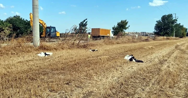 Tekirdağ’da elektrik akımına kapılan 30 leylek öldü