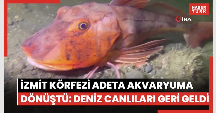 İzmit Körfezi adeta akvaryuma dönüştü: Deniz canlıları geri geldi
