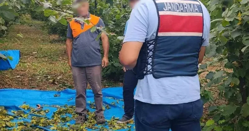 Fındık tarlalarında jandarma nöbeti