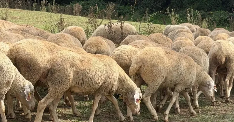 Kırsalda bereket, küçükbaşa destek