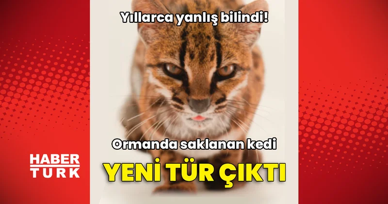 Yıllarca yanlış bilindi! Ormanda saklanan kedi yeni tür çıktı