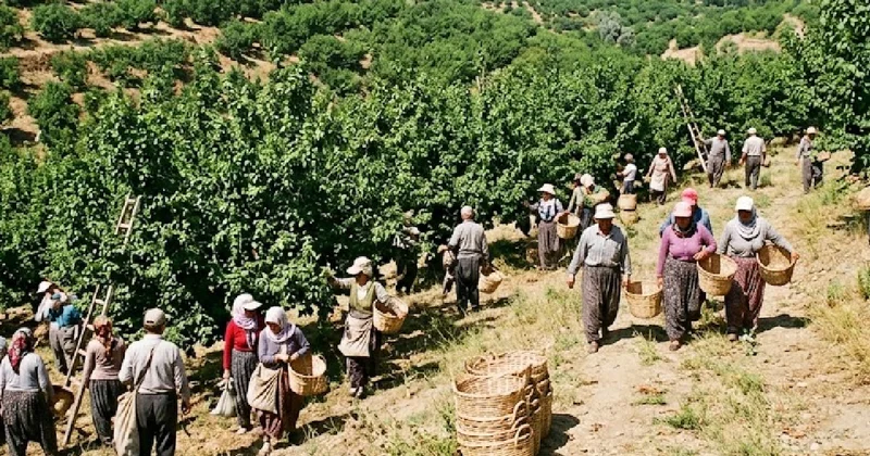 Hasat bitti fiyat uçtu: 4 liralık ürün 60 liraya satılıyor Sözcü Gazetesi
