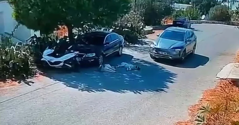 Muğla Bodrum da iki köpeğin üzerinden geçen sürücü görüntülerden tespit edildi