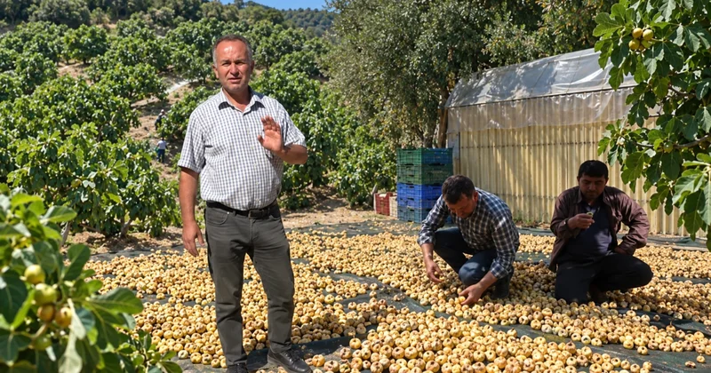 Fiyatı 250 TL den 100 TL ye düştü: Hasat başlayınca çiftçi perişan oldu Sözcü Gazetesi