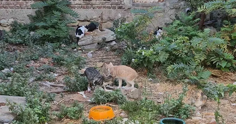 Bir kediyle başladı, kedi sokağına dönüştü