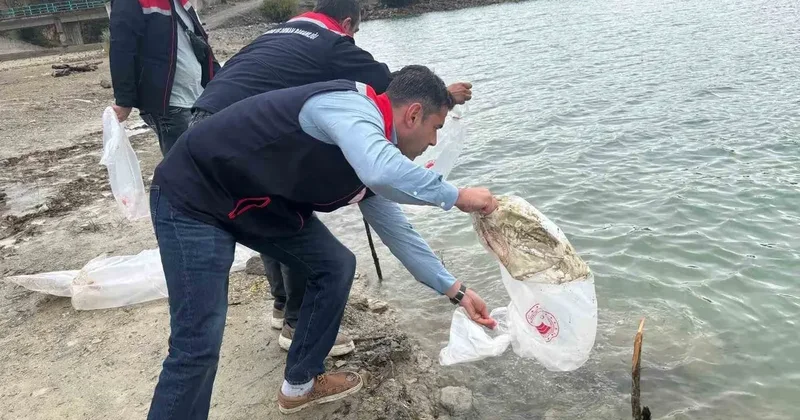 Havza’da göletlere 110 bin yavru sazan bırakıldı