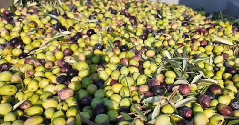 Soma’da zeytin hasadı başladı: Kuraklık fiyatları vuracak! Sözcü Gazetesi