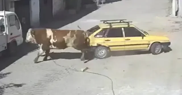 Ahırdan kaçan kızgın boğa hırsını otomobilden çıkarttı: O anlar kamerada VİDEO İZLE