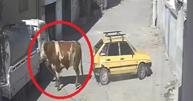 Kaçan boğa, boynuz darbeleriyle park halindeki otomobile zarar verdi