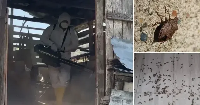 Bakanlık Karadeniz’in kabusu haline gelen kahverengi kokarcaya karşı harekete geçti Aktüel Haberleri
