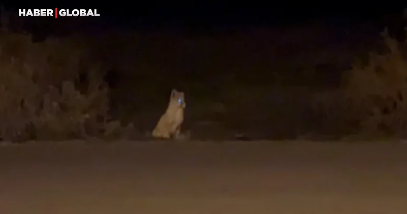 Kars’ta havalar soğudu tilkiler köye indi