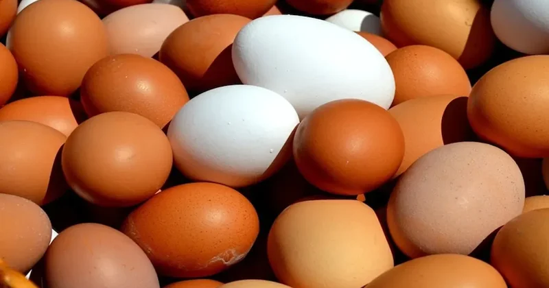 Meğer kahverengi ve beyaz yumurta arasındaki gerçek fark buymuş Sözcü Gazetesi