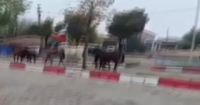 Tekirdağ da başıboş atlar trafiği tehlikeye soktu VİDEO İZLE