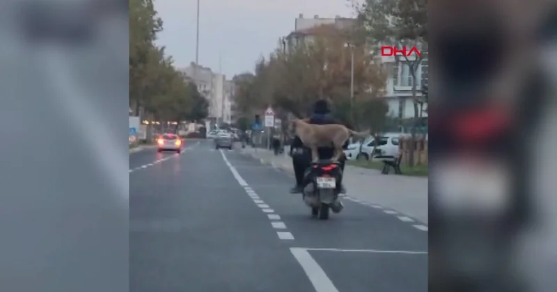 Motosikleti köpeğiyle sürdü! Trafikte korku dolu anlar Sözcü Gazetesi