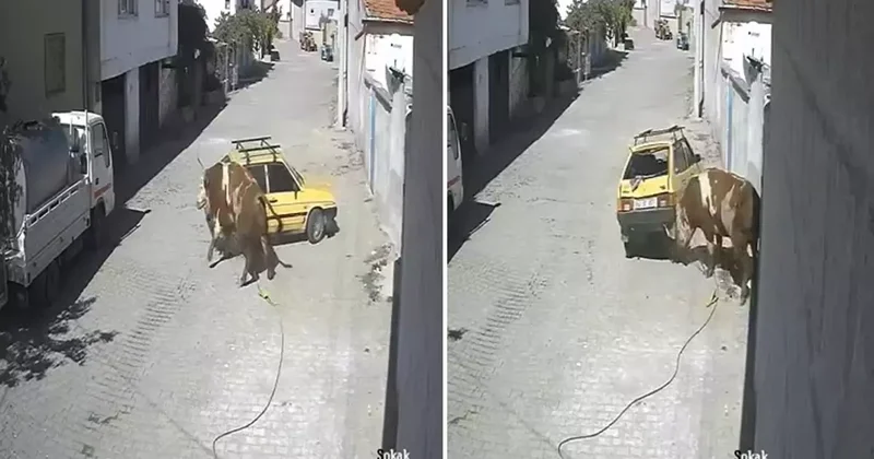 Ahırdan kaçan öfkeli boğa hırsını arabadan çıkardı