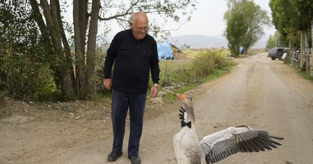 Sürünün dışladığı kaz, İsmail dedenin peşini bırakmıyor Gümüşhane Son Dakika Haberleri Habertürk Yerel Haberler