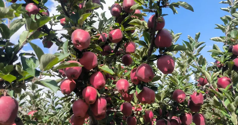 Elmada hasat başladı: Kilosu 2,5 liraya kadar düşüyor! Hedef 20 bin ton!