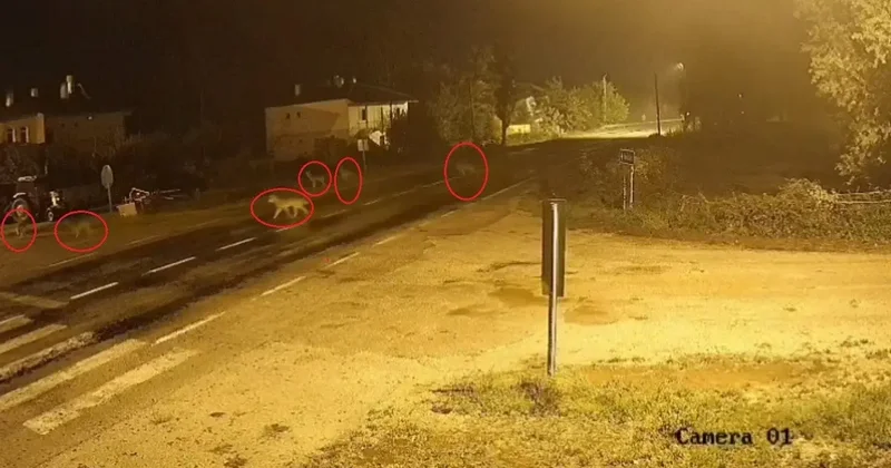 Bayburt’ta köye inen kurt sürüsü kameraya yansıdı