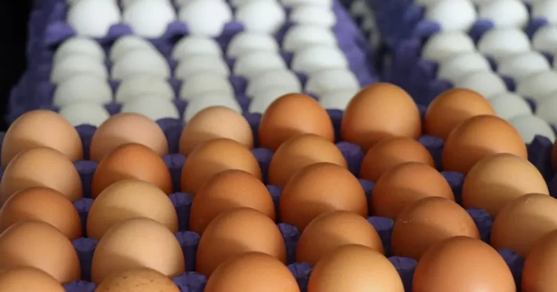 Yumurta ihracatında rekor artış! Yıl sonu hedefi yükseldi!